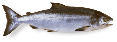 CHUM SALMON